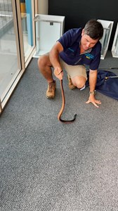 17K views · 922 reactions | Red-Bellied Black Snake inside Office! Giffo headed out to an office where a slithery intruder had made its way inside to escape the heat. As always Giffo had plenty of information to give the customer and safely relocated the snake back outside into bushland. As always, the team is looking professional in our Syzmik Workwear shirts! #syzmikworkwear #ad #spono Call us anytime! 0408545440 or 0409536000 | Sunshine Coast Snake Catchers 24/7 | Facebook
