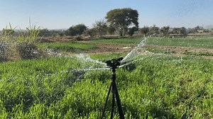 4k Agriculture Crops Farming Food Growing Stock Footage Video (100% Royalty-free) 3717750673 | Shutterstock