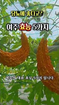 당뇨에 좋다고 알려진 여주 대표 효능 5가지
