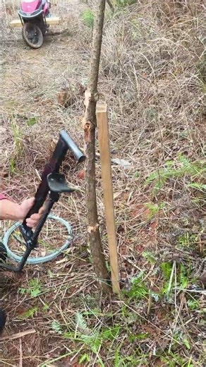 The wisdom of farmers, a self-made tree straightening tool