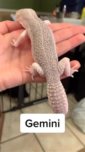#covid#leopardgecko#reptile#geminizodiac #Shorts #siberwolf26