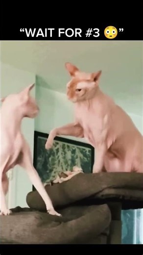 3 cats — but #3 is illegal 💀”