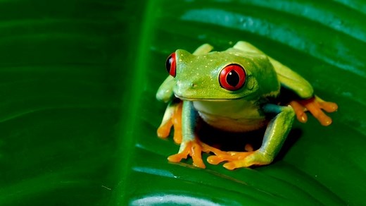 Why Tree Frogs Change Color And What It Means?