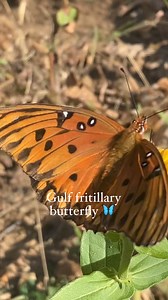 Excited to see a gulf fritillary butterfly in our garden! Native Passionflower Vines We’ve let native passionflower vines thrive along our tree line, replacing invasive species. Here’s what happens when you do: 1. Support Local Wildlife: These vines are vital host plants for the larvae of gulf fritillary butterflies. 2. Boost Biodiversity: Native plants attract various insects, birds, and other wildlife. 3. Natural Pest Management: The presence of butterflies indicates a healthy ecosystem. 4. Es