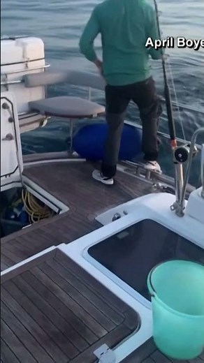String of orcas attacking and sinking boats alarm scientists