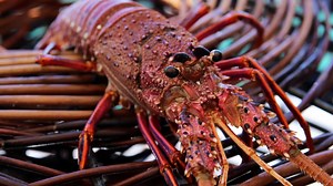 $22 lobster: How much you will pay for Easter seafood