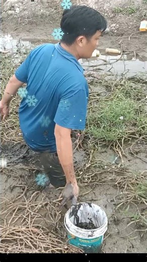 wading through mud to catch snails
