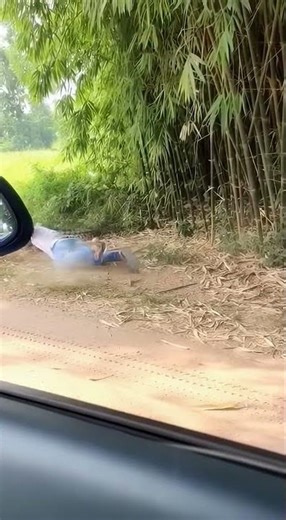 When the “Cute Pet” Is a Python 🐍😨#animals #wildlife #snake