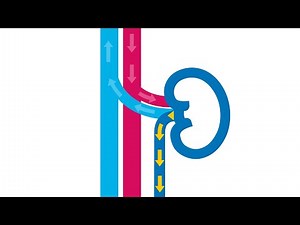 What Are Kidneys and How Do They Work?