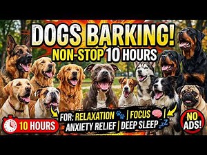 🔥 Unlimited Dogs Barking Non Stop Every Breed Barking Together 10 Hours No Ads