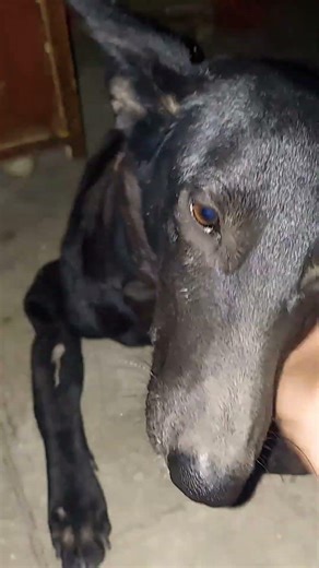 2nd part #bondoftrust #saveindiandogs #love #animallife #pets #subscribe #fypviral #savestrays #fur