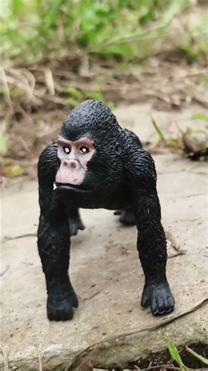 SAPI SAPI BERANTEM ‼️ KERBAU SAPI MELAHIRKAN SIMULASI