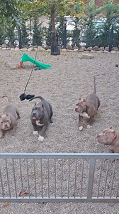 Very corect and funcțional puppies american bully pocket extreme bloodline bigdogs Romania kennel | Gavrilescu Big Dogs Romania