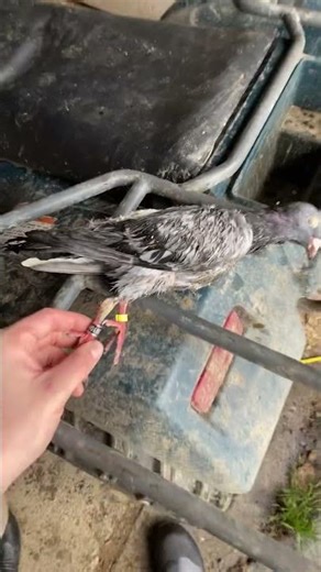 Shot a double banded pigeon today!!!💍💍💍#hunting #divebombindustries #pigeon #racingpigeon #band