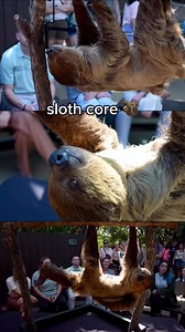 4.3K views · 65 reactions | Did you know, sloths only poop once a week! 﫢 They come down from the trees and perform a unique “poop dance” before they go to the bathroom.殮 Come learn all about sloths at our sloth encounter while they hang around and eat snacks! You’ll even get to feed them yourself! Sign up here: https://www.flaquarium.org/visit/experiences/sloth-encounter/ | The Florida Aquarium | Facebook