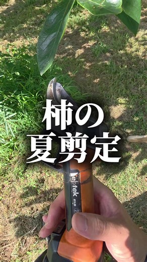 柿の夏剪定のやり方とコツ（夏の剪定時期・徒長枝対策）