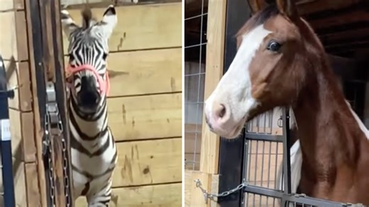 Disbelieving Horse Sees a Zebra For First Time