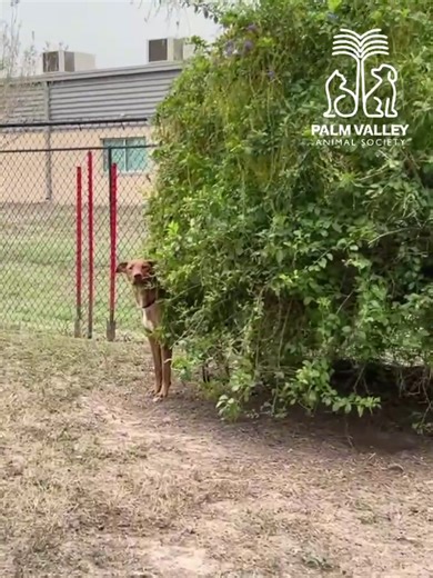 Meet Bert: A Loving Shepherd Mix Ready for Foster