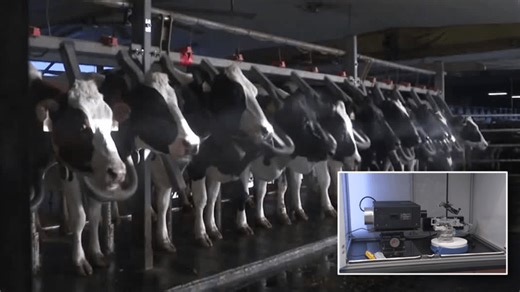 Researchers develop new system that converts cow manure to propane