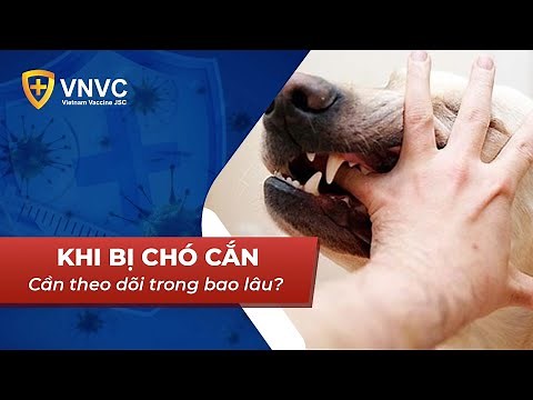 Bị chó cắn cần theo dõi trong bao nhiêu ngày? | VNVC