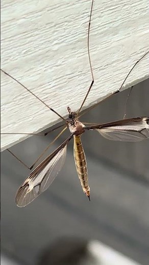 Largest Mosquito