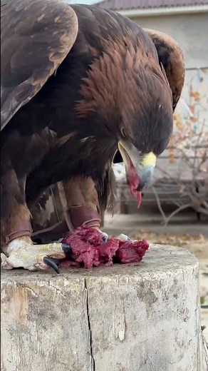 Golden Eagle FEAST — The True Power of a Wild Hunter!