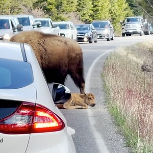 940K views · 54K reactions | Traffic waits for baby bison to wake up from a nap in Yellowstone Park 怜 | Lessons Learned In Life | Facebook
