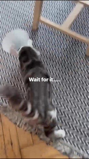 No harm was done to any cat. Just a funny moment and cuteness overload | The Cat Life