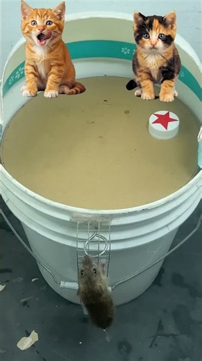 12The world's most effective mousetrap - Cat Love Rat #rat #mousetrap #rattrap