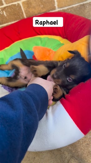 Clancy Turner-Stanley on Instagram: "Raphael is such a sweet little dude! #stanleyville_farm_mini_aussies #toyaussieswithtails #fyp"