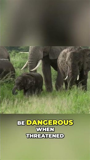 Forest Elephant: Gentle Giant or Jungle Danger? #shorts