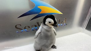 In a rarity, a female emperor penguin chick was born for the first time since 2010 at SeaWorld San Diego. David Muir reports on the veterinary team who carefully helped her hatch out of her shell over the course of three days. https://abcn.ws/2XvP3JQ?utm_source=facebook&utm_medium=social&utm_campaign=dhfacebook&utm_content=app.dashhudson.com/abcworldnewstonight/library/media/345789759 | ABC World News Tonight with David Muir