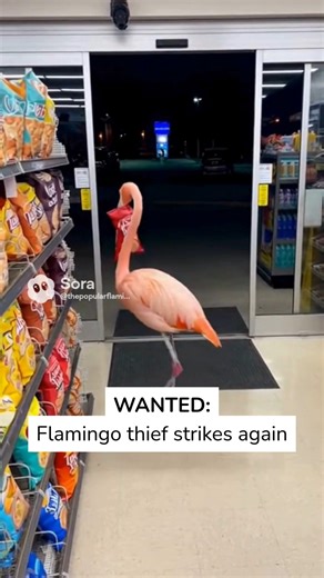 The Popular Flamingo on Instagram: "Authorities say the flamingo remains at large… and still hungry 🦩"