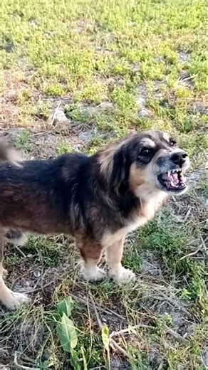 Dog fight sounds #shorts