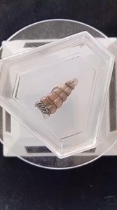 Así es el Cascabel de las Viboras de Cascabel 🥰🐍 #animales #serpientes #ciencia #cascabel #mexico #reels | Ofidiofauna JAV