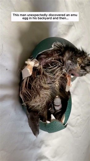 This man unexpectedly discovered an emu egg in his backyard and then...