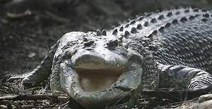 World's Oldest Crocodile Has More Than 10,000 Kids And Six Girlfriends