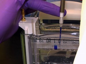 DNA-affinity-purified Chip DAP-chip Method to Determine Gene Targets for Bacterial Two component Regulatory Systems