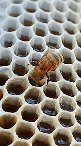 244K views · 15K reactions | The bee scoops up the honey and fills it...