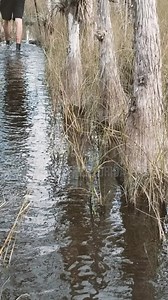 4.2K views · 17 reactions | Are you ready to test your knowledge of the Florida Trail? Or perhaps you’d like a sneak peek of some sections before embarking on your own adventure. 量 Either way, let’s start with an easy one to get you started. Can you guess which section of the Florida Trail this is? Comment below!  Here’s a hint: This area is home to the rare and elusive ghost orchid!  | Florida Trail Association | Facebook