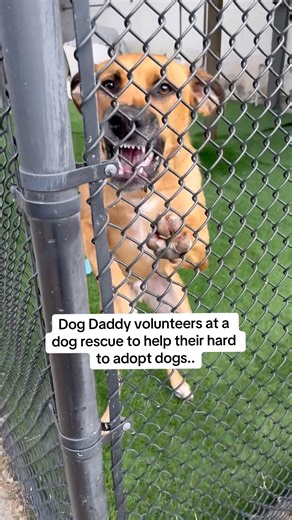 94K views · 3.4K reactions | Helping reactive dogs at the rescue.Reactive dogs in shelters and rescues are very common. Here’s how I train reactive dogs. I’ll also be offering free training to whoever adopts Snoopy. | The Dog Daddy | Facebook