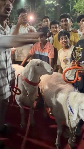 Ali Shahbaz ke Khali Bali Mendo ne jeeta 3d prize at Flower Valley Goat Expo 2026