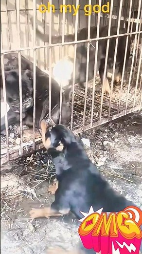 Agressive Rottweiler vs Mr Max #dog #rottweiler #agressive #shorts #doglife