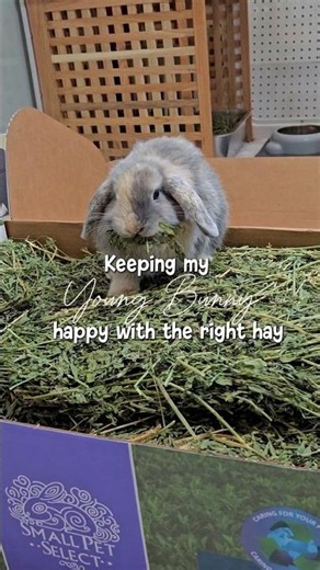 Alfalfa hay is the best choice for young rabbits under 7 months old #cutebunny #hollandlop #bunny