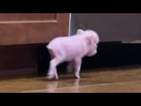 Rescue piglet kept crying for mama. Then something amazing happened.