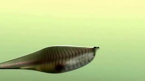 Your Jaw Is Basically a Fish Gill (Plus Millions of Years of Evolution)