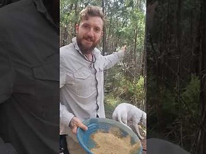 The Ultimate Gold Monster 1000 Hack!