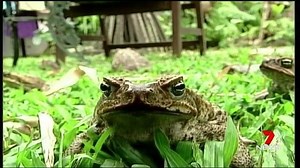 77K views · 94 reactions | The RSPCA is urging Queenslanders to put their golf clubs away and stop killing cane toads. www.7plus.com.au/news #7News | 7NEWS Wide Bay | Facebook