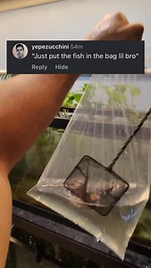Putting the fish in the bag is my Monday morning routine. #fish #goldfish | Luke’s Goldies