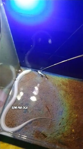 Feeding Albino Eels.. #jembereels #jembereelfishing #sonipakoga